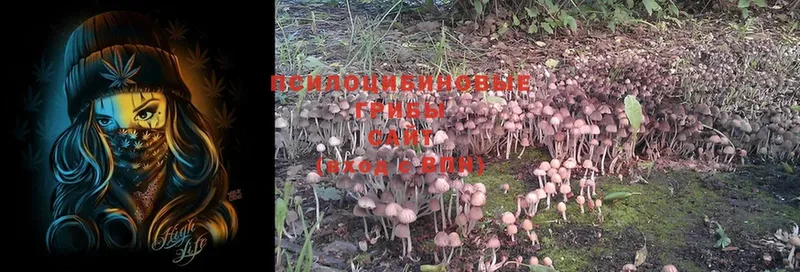 купить  сайты  Тимашёвск  blacksprut зеркало  Галлюциногенные грибы Magic Shrooms 